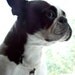 Boston Terrier Necklace