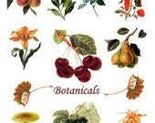 Botanical flowers digital collage sheet No.321