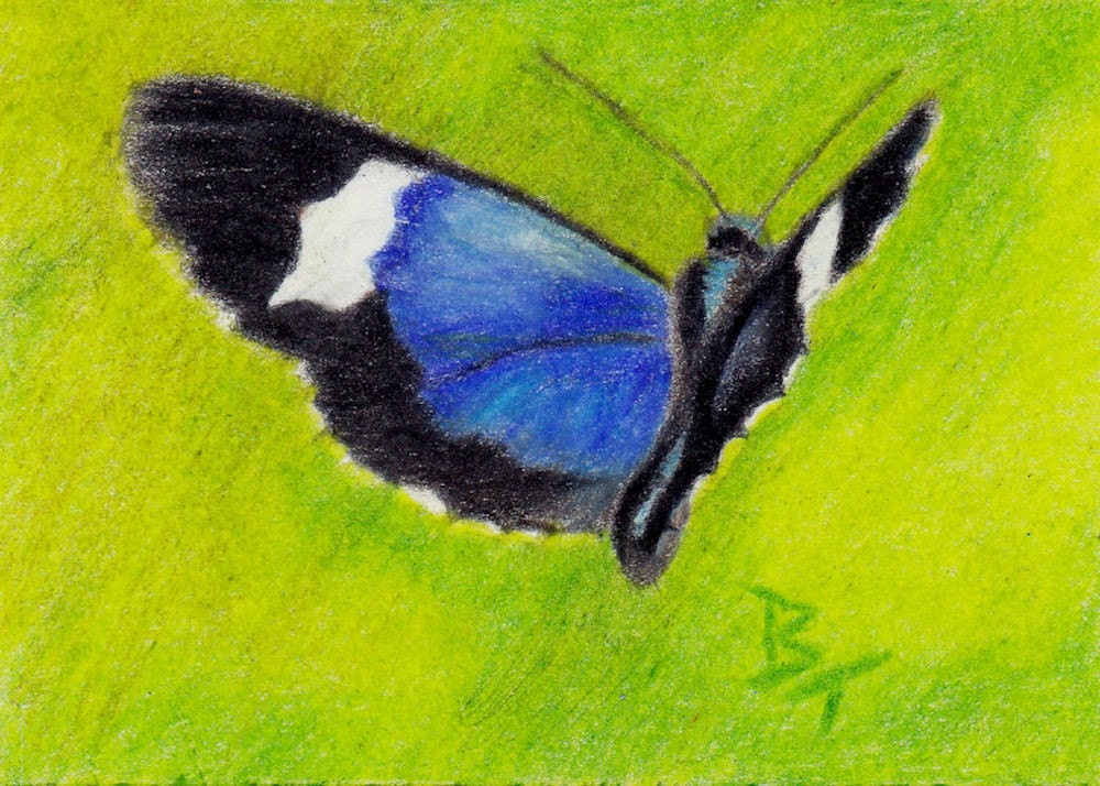 On the Wings Butterfly aceo Original