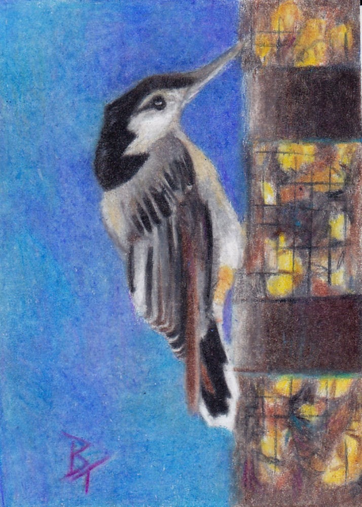 White Breasted Nuthatch Original aceo