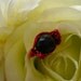 The Devil Wears Prada Ring