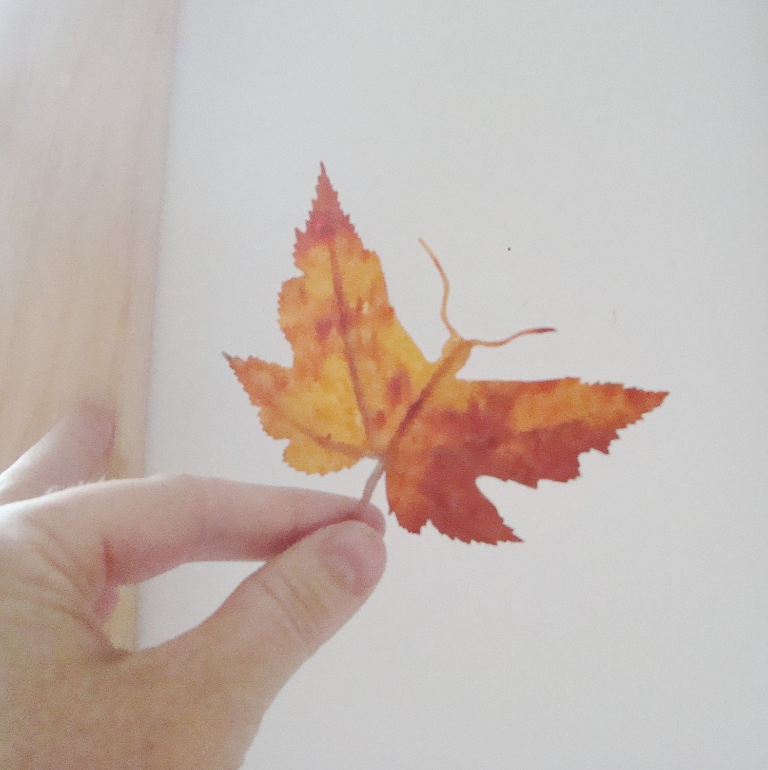 moth leaf specimen