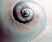 Shell Photograph, Swirl, 5x5  Print, Macro Seashell Photo, Blue Beach Photo