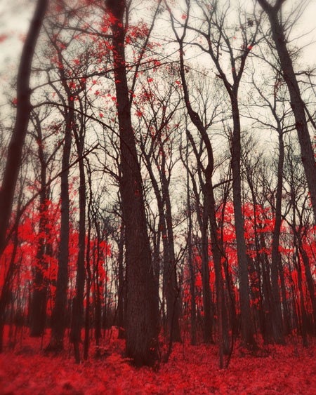 Winter Woods Photograph, The Red Forest, 8x10 Print,  Bare Branches, Red Leaves, Fine Art Photo