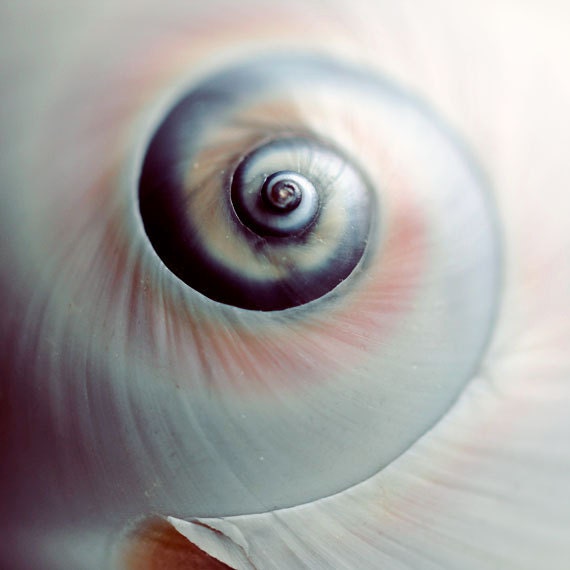 Shell Photograph, Swirl, 8x8 Print, Macro Seashell Photo, Beach Decor, Pale Blue