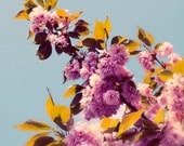 Vintage Blooms 8x8 Nature Photography - tree blossom pink purple mauve spring flowers charteuse leaves cornflower blue sky
