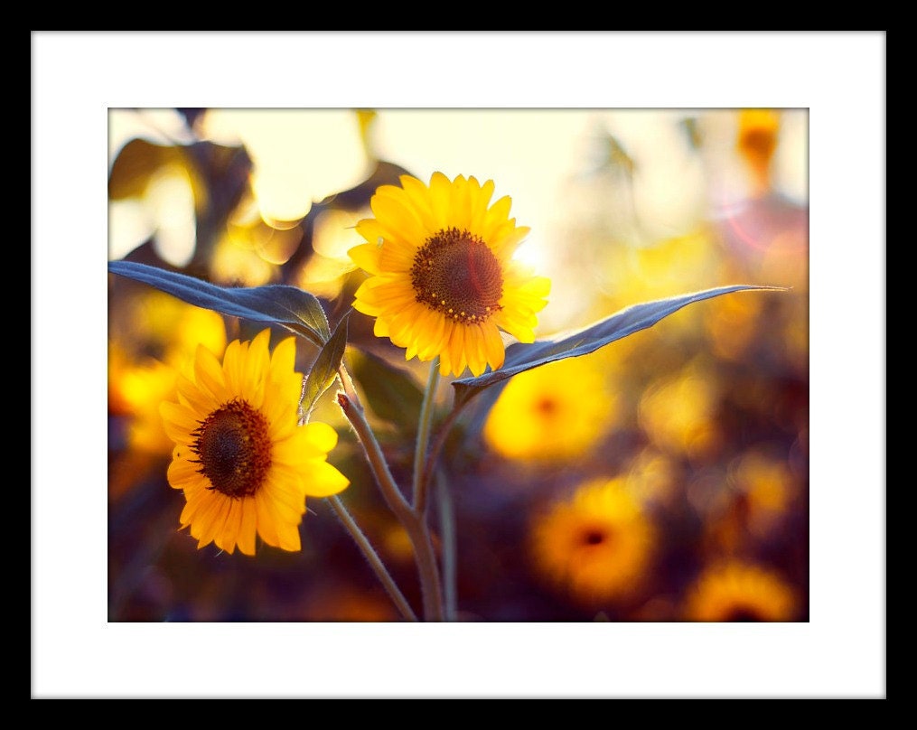 Sunflower Photo, Warmth of the Sun, 7x10 Photograph, Autumn Yellow Flowers
