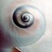 Shell Photograph, Swirl, 8x8 Print, Macro Seashell Photo, Beach Decor, Pale Blue