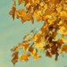 Leaves of Gold 5x5 Fine Art Photograph - bold vibrant rich golden yellow  - dreamy autumn print