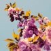 SALE Vintage Blooms 8x8 Nature Photography - tree blossom pink purple mauve spring flowers charteuse leaves cornflower blue sky