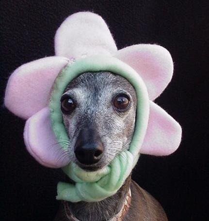 Bloomin Hatz4Brats tm.. Puppy Pansies Pet Hats Featured on Cute Overload.Medium