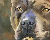 Pit Bull Art Print of Original Watercolor Painting - 8x10 Pitbull Dog Art