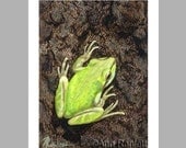 Tree Frog - 5 Blank Note Cards With White Envelopes - Ranlett