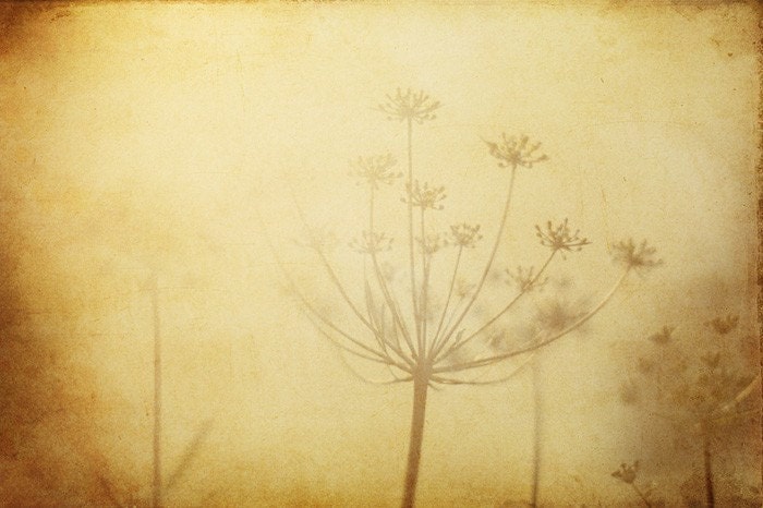 Gold in the air of summer - Dreamy fine art photograph 8x12