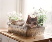 Cute cat  fine art photograph 5x7 - The prettiest flower