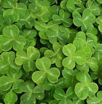 Irish Soap - Dublin Mint  - celebrate all things Irish- handmade natural soap - St. Patricks Day
