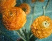 Flower Photograph - Sunny Ranunculus - Signed Fine Art Photograph ( 5x5 inch image)