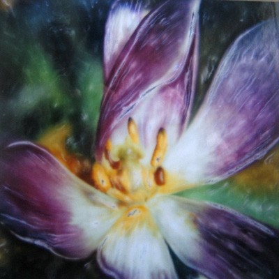 Flower Polaroid - Tulip - Signed Fine Art Photograph - 5x5 inch image