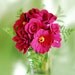 Fuschia Everywhere Bouquet