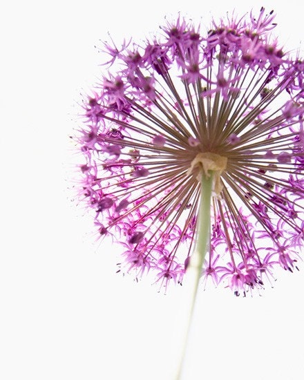 Purple Flower - 8x10 Photographic Print