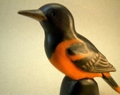 Baltimore Oriole