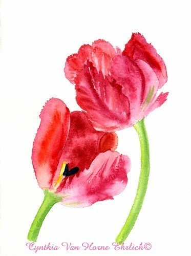Two Pink Parrot Tulips Print