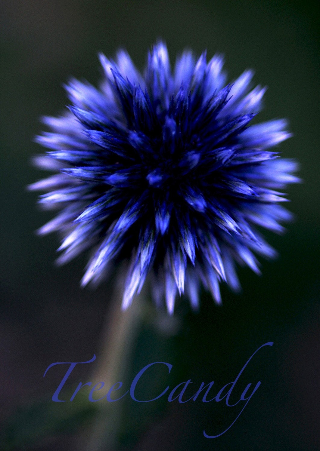 Blue Globe Flower
