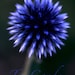 Blue Globe Flower
