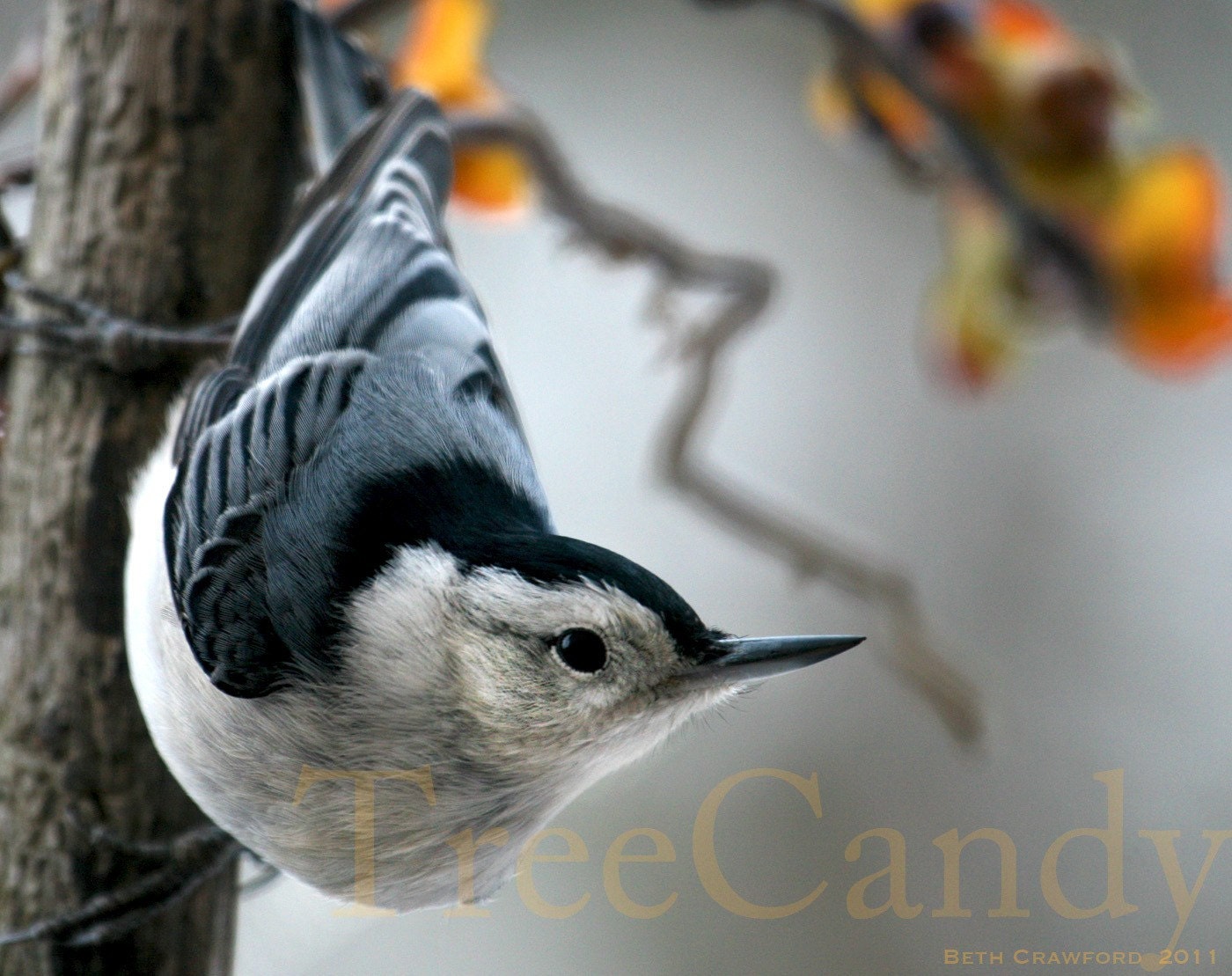 The Intense Stare of a White-breasted Nuthatch