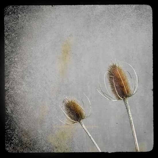 Thistle Modern Nature Photography, black & gray wall art, vintage chic home decor, baby nursery print - 8x8