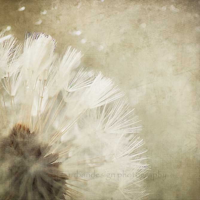 Dandelion Fine Art Photography - white and beige baby nursery print, home decor photo -