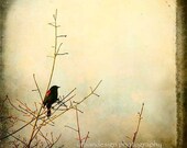 Blackbird In Tree Photography, vintage shabby chic wall art photo, dreamy home decor, magical, baby nursery print - 8x8