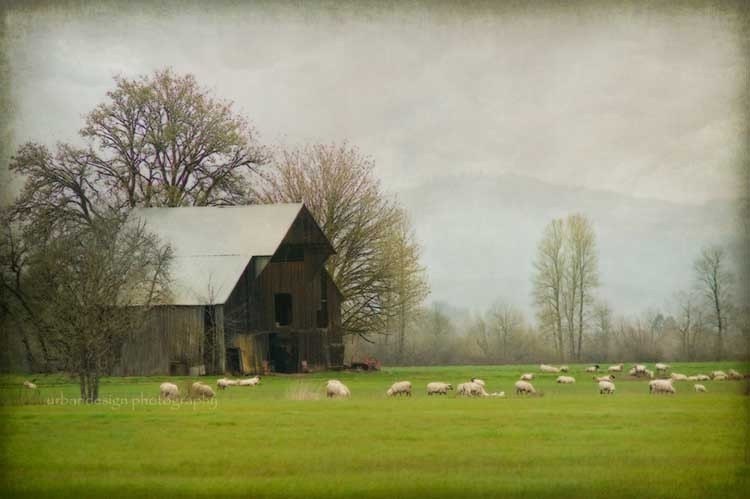 Sheep Farm & Barn Photography, country farm wall art, home decor print, animal photo - 8x12