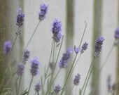 Lavender & White Picket Fence Photo, shabby chic cottage wall art, vintage inspired home decor, garden - 8x12