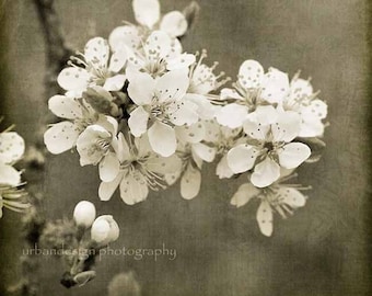 Apple Tree Blossoms Vintage Photography, black brown white flower wall art, shabby chic, baby nursery, home decor - 8x8