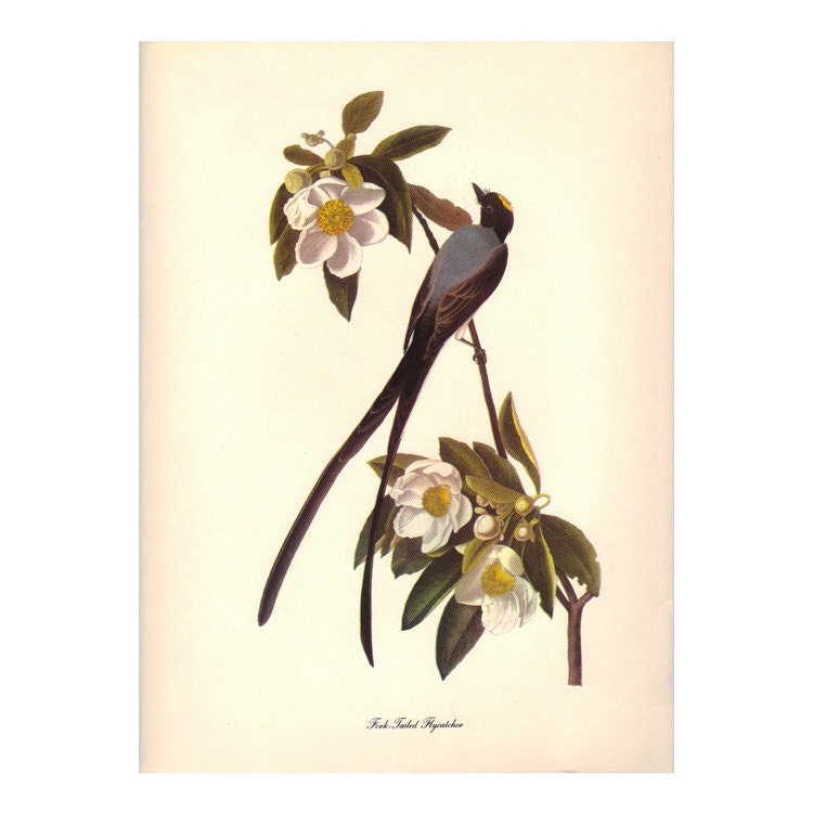 AUDUBON FLYCATCHER