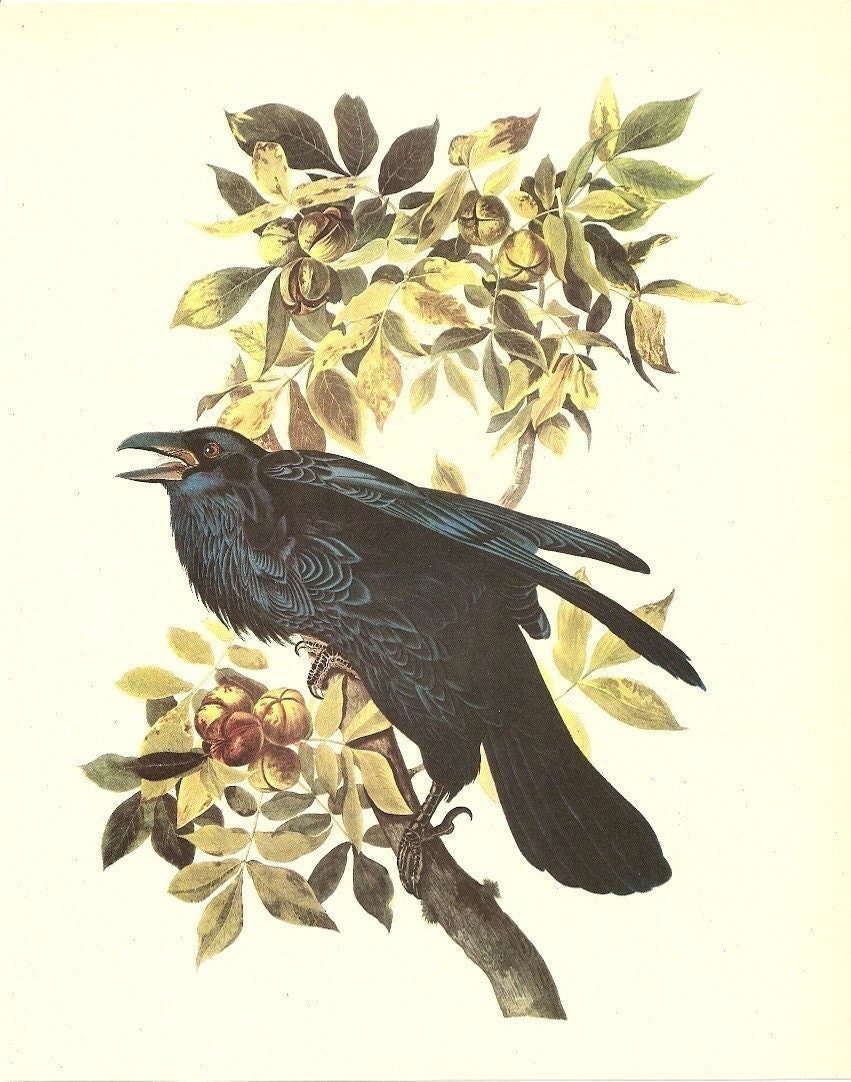 Old 1937 JOHN JAMES AUDUBON The Birds Of America Book Plate Raven (101)