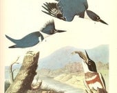 Old 1937 JOHN JAMES AUDUBON The Birds Of America Book Plate Belted Kingfisher (77)