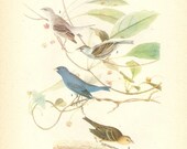 Old 1937 JOHN JAMES AUDUBON The Birds Of America Book Plate Indigo Bunting (74)