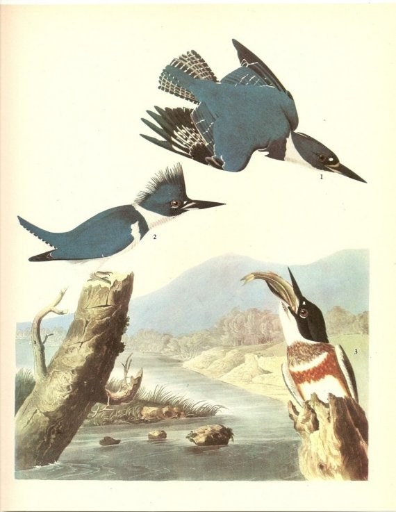 Old 1937 JOHN JAMES AUDUBON The Birds Of America Book Plate Belted Kingfisher (77)