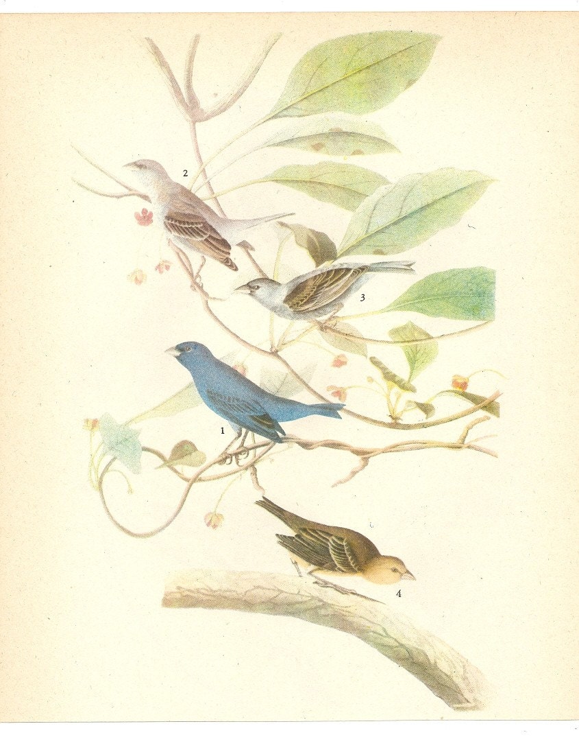 Old 1937 JOHN JAMES AUDUBON The Birds Of America Book Plate Indigo Bunting (74)