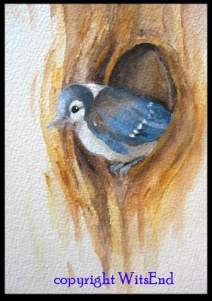 bird painting You want me to do what -  baby blue jay in tree original watercolor painting - free shipping