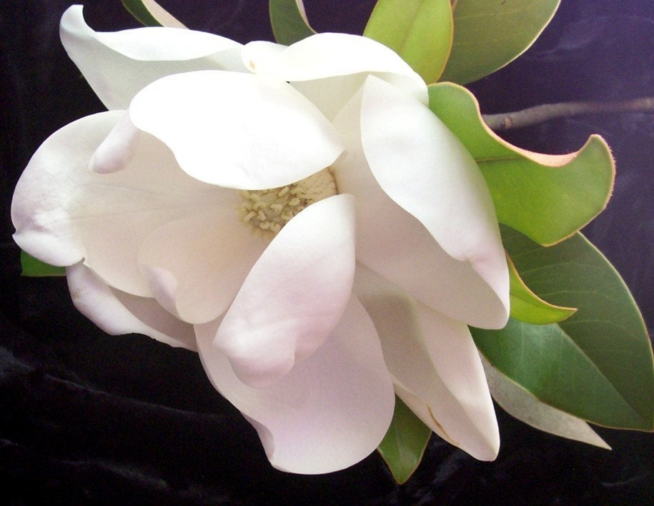 Photo. Magnolia Blossom. Delicate White Petals and Green Leaves Against Black Velvet.