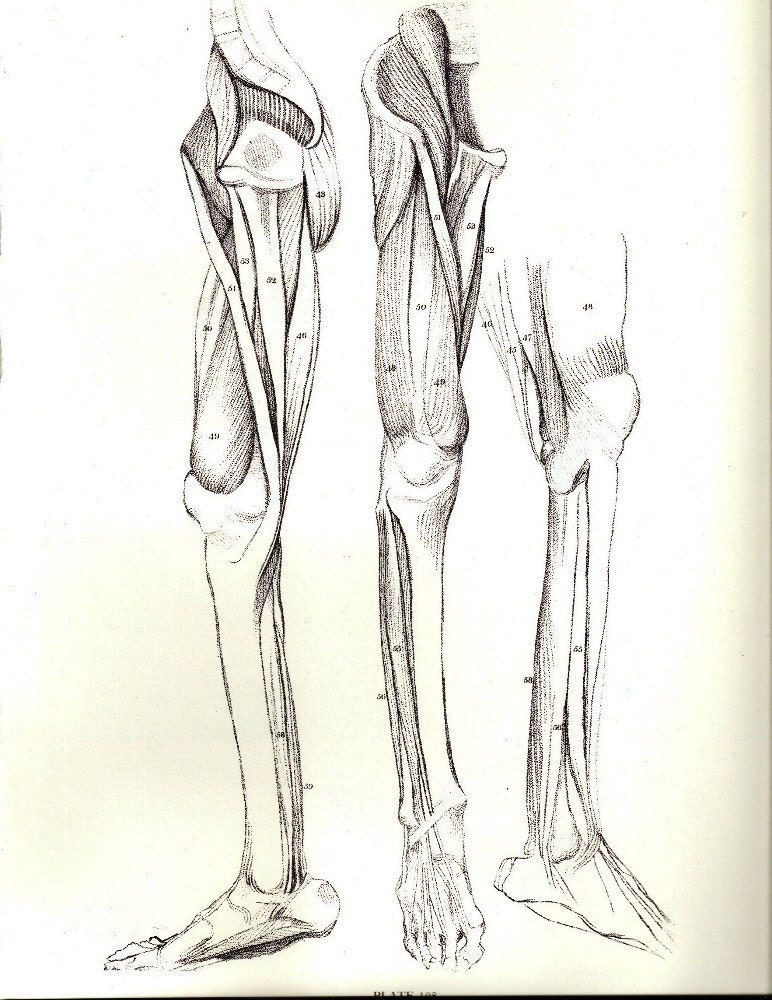 Leg Structure