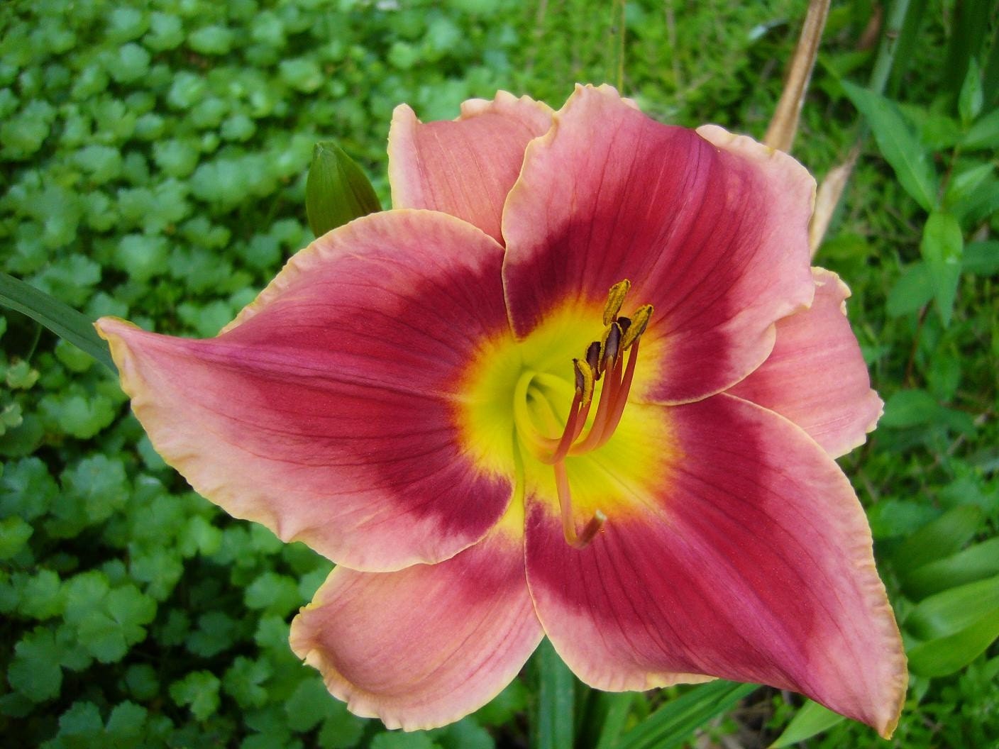 Daylily KEY TO MY HEART