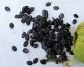 Loofah Seeds