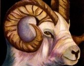 Ram mountain goat 12 n x 12 in Horns wild animals