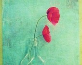 Red poppies, Poppy flower colorful photograph, vintage glass bottle, aqua blue, teal fine art photograph 8x10 - Loves language