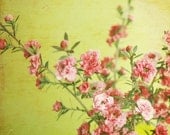 Flower photography  - Fine Art still life photo pink blossoms cheerful mustard yellow 8x8  - Strawberry Lemonade