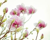 All for Love - Nature photography - Magnolia spring blossoms photograph pink flowers tree branch art print  white baby room decor 8x10
